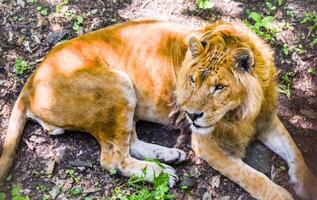 A male lion lies on the forest ground in dappled sunlight, surrounded by leaves and earth. His golden mane glows in natural light. Taken in Primorsky Krai. photo