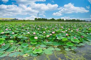 Blooming Komarov lotus field in Primorsky Krai, Far East Russia. Wide view of pink flowers and green leaves under blue summer sky with clouds. photo