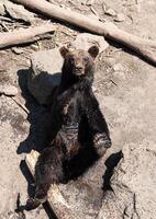 A Kamchatka brown bear sits with eyes half-closed, looking relaxed and at ease as it seems to enjoy a peaceful moment under the sun. photo