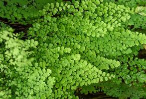 Fresh green leaves of maidenhair fern Adiantum create a natural background with soft texture and vibrant foliage, perfect for copy space and botanical design. photo