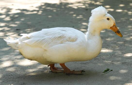 Close side view of a white Pekin crested duck showing detailed feathers and rounded body. The bird stands on textured ground with soft shadow patterns. photo