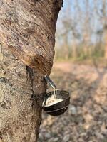 Rubber making materials are being collected from rubber trees. photo