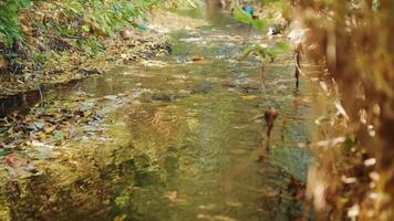 Calm Creek Winding Through Lush Green Forest video