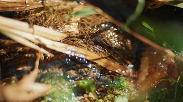 Close-Up of Tree Bark and Moss in Forest Setting video