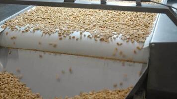 Raw nuts on a conveyor belt. Drying, roasting and packaging, the production process of light snacks. Factory production. 4 video