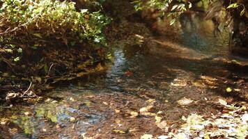 Forest Stream Surrounded by Autumn Leaves and Rocks video