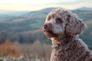 Adorable brown dog enjoying the mountain view during sunset photo