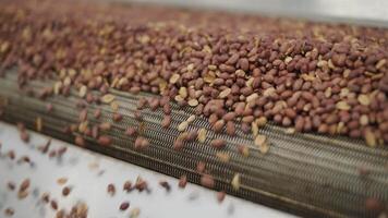 Raw nuts on a conveyor belt. Drying, roasting and packaging, the production process of light snacks. Factory production. 7 video