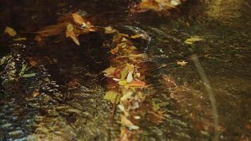 Floating Autumn Leaves on Shallow Stream Surface video