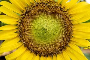 Macro, close up sunflower is blooming in the park. photo