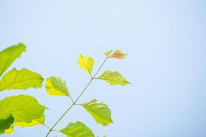 A close up of a tree with leaves photo