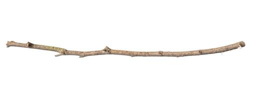 A branch with a long, thin, and brown stem photo