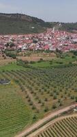 Olive Trees in Rural Landscape Vertical View video