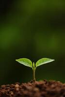 Fresh Green Plant Sprouting from Soil in Nature photo