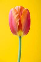 Single Red and Yellow Tulip on Bright Yellow Background Minimal Floral Concept photo