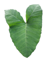 Xanthosoma sagittifolium, Tropical plants isolated on a transparent background png