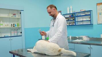 Caring vet performs surgery on anxious dog in bright clinic video