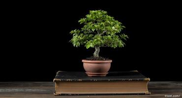 A bonsai tree in a pot on top of a book photo