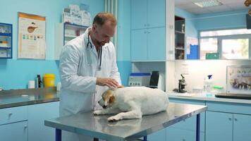 Caring veterinarian examines a dog in a bright clinic setting video