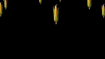 Animated Falling Corn Ears On Black Background - Dynamic Food Pattern Loop, Fresh Corn On The Cob Falling On A Black Background, Perfect For Healthy Food, Agriculture, And Harvest Themes video