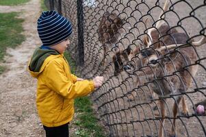 A 5-year-old boy feeds deer greens during a vacation at the zoo photo