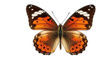 A large orange butterfly with black spots on its wings photo