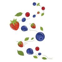 Berries and leaves wind, spiral windy twirls illustration. Strawberry, juneberry, cherries swirl vector