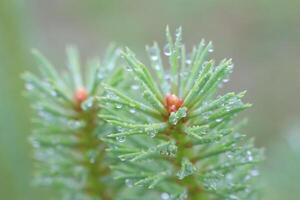 A CloseUp View of DewKissed Pine Needles Beautifully Captured in the Heart of Nature photo
