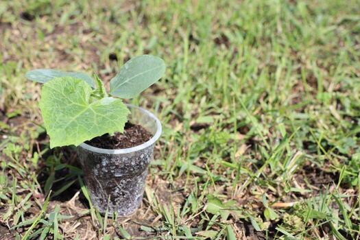 A Young Plant is Growing in a Cup Placed on the Grass, Nourished by Natures Elements photo