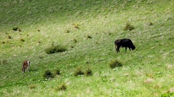 Cows graze peacefully in a lush summer mountain meadow, surrounded by rolling hills and wildflowers video