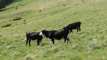 Cows graze peacefully in a lush summer mountain meadow, surrounded by rolling hills and wildflowers. The warm sun shines overhead, creating a serene and pastoral scene full of natural beauty video