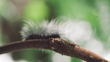 Closeup of a caterpillar with long white hair crawling slowly on a tree branch in natural green forest background video