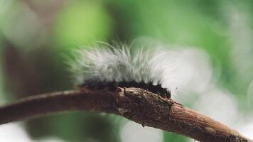 Closeup of a black caterpillar crawling slowly on a tree branch in natural green forest background video
