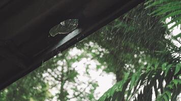 Heavy rain falling through broken roof with green leaves in background showing real nature and wet weather video