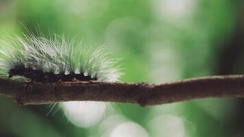 Closeup of a black caterpillar with long hair crawling slowly on a tree branch in natural green forest background video