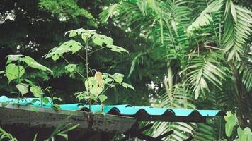 Rainwater drips down while wild weeds grow out of old gutter showing nature reclaiming manmade structure during rainy day video
