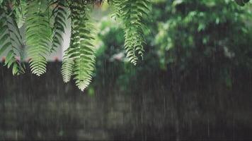 Close up of green fern leaves with heavy rain falling in lush garden fresh and peaceful atmosphere in nature video