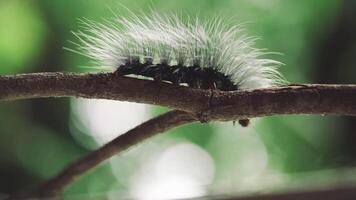Closeup of a black caterpillar with white hair crawling slowly on a tree branch in natural green forest background video