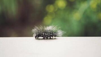Close up of a furry caterpillar walking from right to left across a smooth surface with blurred natural background and copy space video