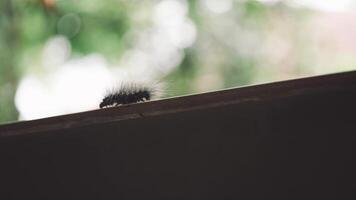 Furry caterpillar slowly crawling downward along a hard edge surface with green blurred background and soft natural light video