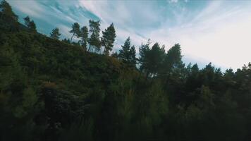 Lush Green Forest Landscape with Tall Trees video
