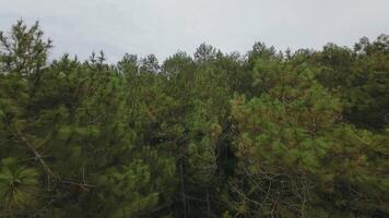 Aerial View of Dense Pine Forest Under Cloudy Sky video