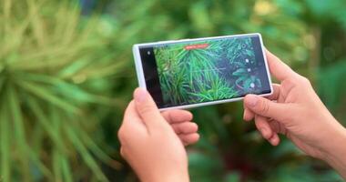 Person Using Smartphone to Capture Nature Scene in Lush Greenery video