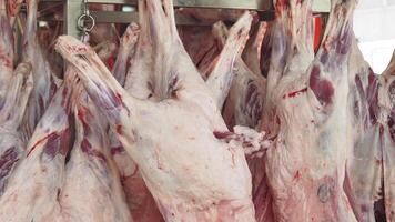 Freshly butchered meat displayed at local market video