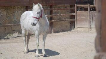 White horse in sunlit stable interacts with visitors video
