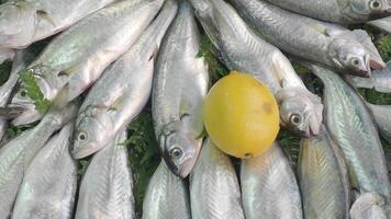 Fresh fish display with lemon at local market video