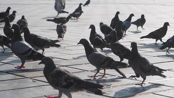 Pigeons gather in city square during sunny afternoon video
