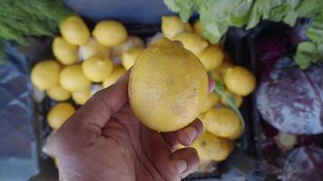 Fresh lemons being selected at local market video