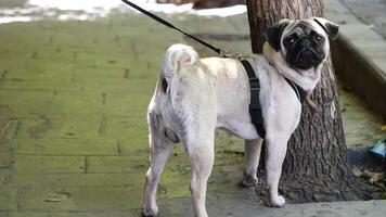 Cute pug walking near a tree on a sunny day video