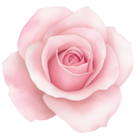 A pink rose is shown on a tranparent background png
